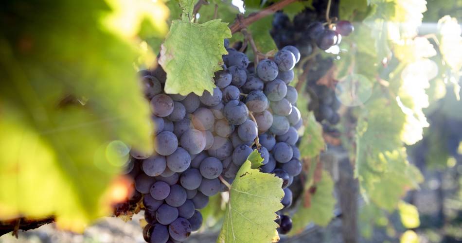 Dégustation et visite du chai de biodynamie de la cave Terraventoux@Terraventoux