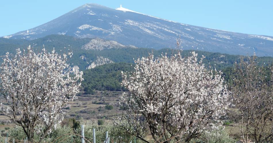 Les Chênes Blancs@POUGET M