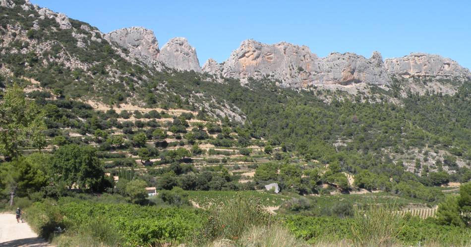 Les Chênes Blancs@POUGET