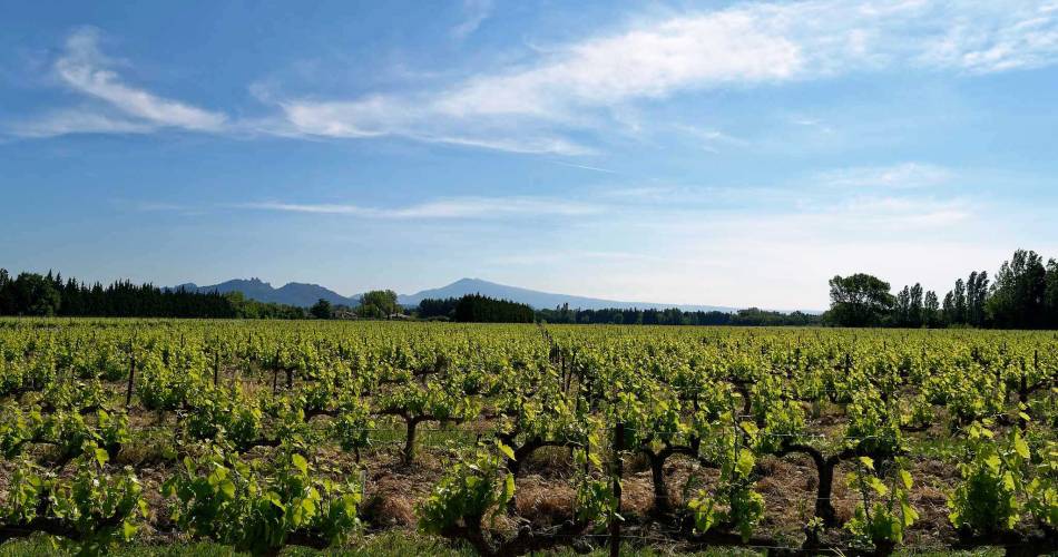Chambre d'hôtes Montmirail op Mas du Clos de l'Escarrat@Brunet