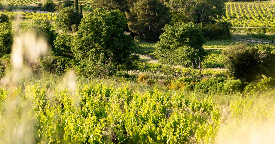 Domaine de la Lôyane@Clotilde Arnaud