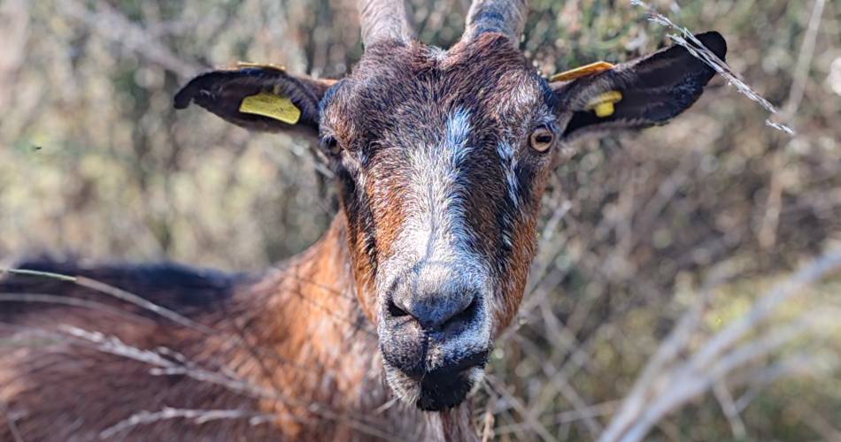 La Chèvrerie des Fontaines@La chèvrerie des fontaines