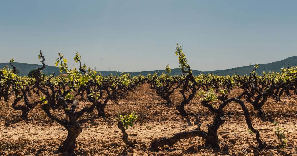 Domaine du Grand Plantier@pexels-juanpphotoandvideo-1047333
