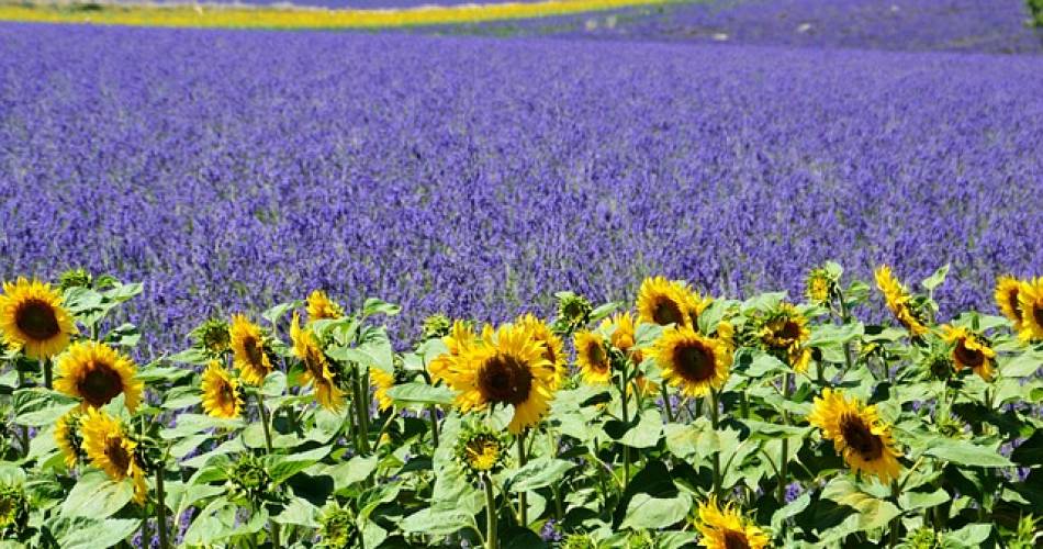 Provence by Flore Tours@@provencebyFlore