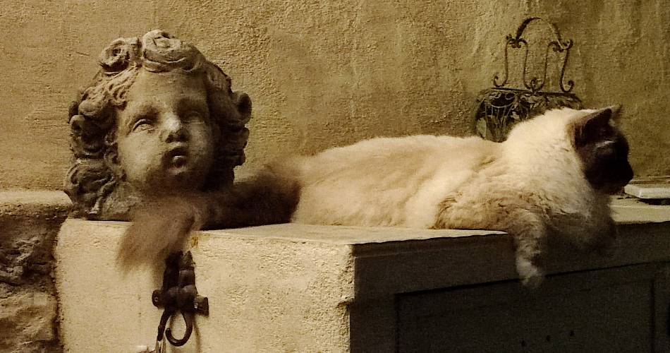 Studio Skye - Le Chat Sur Le Toit@Anne Fleck