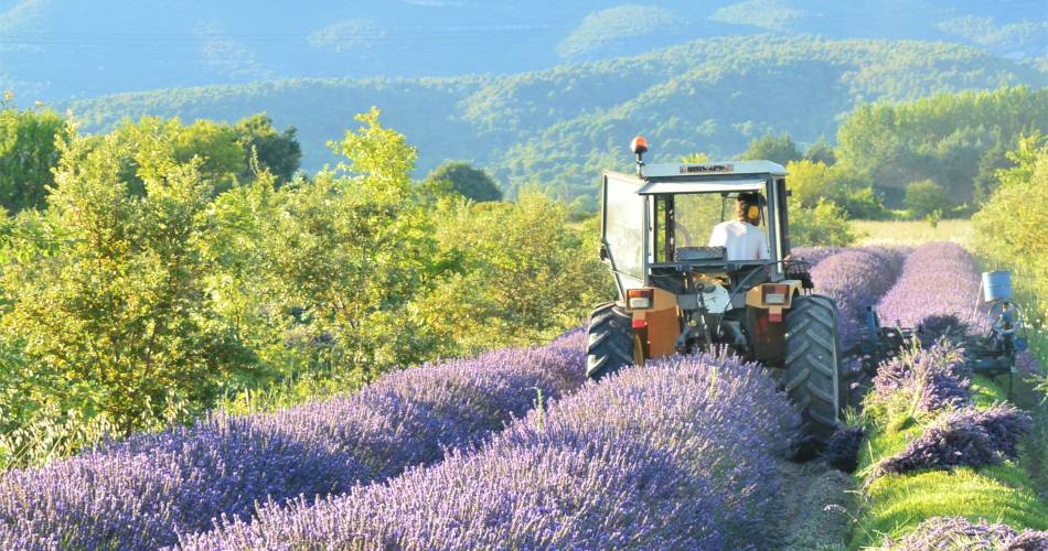 La Provence en bouteille@Luberon Sud Tourisme