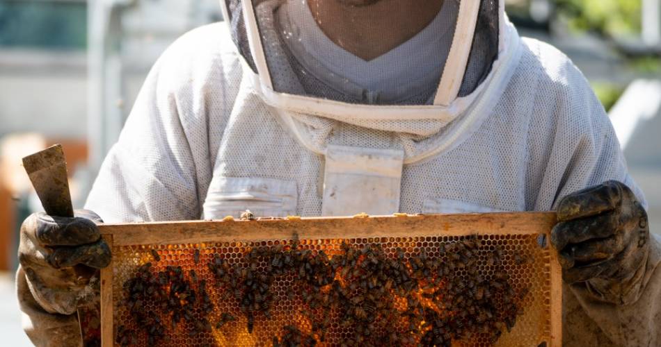 Les ruches de Lou@Jérémy Isambart