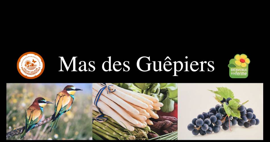 Mas des Guépiers@Mas des guépiers