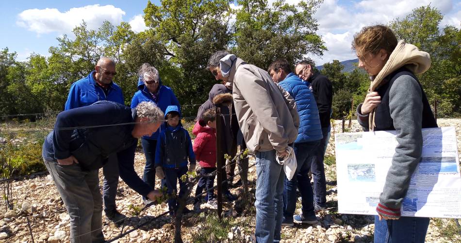 Walk through the heart of the vineyards@Domaine Les Patys