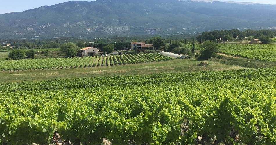 Walk through the heart of the vineyards@Domaine les Patys