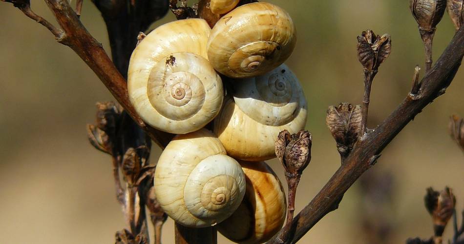 Les Escargots de Valerie@cocoparisienne