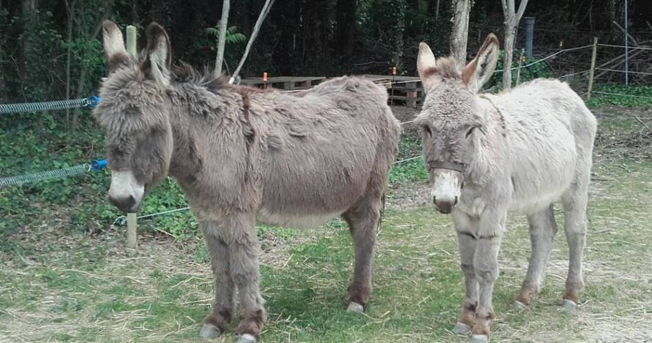 Visit the Lap’ânerie (donkeys farm)@Coll. Lap'ânerie