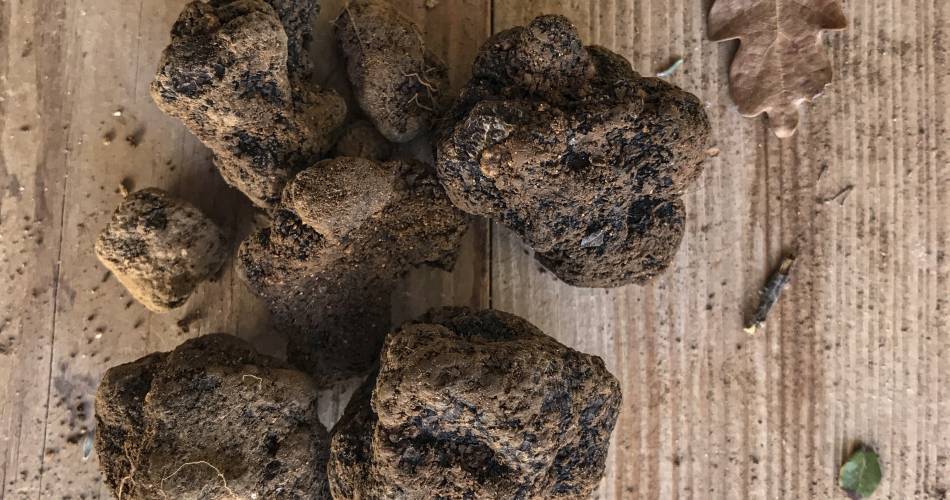 Discovering and cooking with truffles@© Philippe Durand