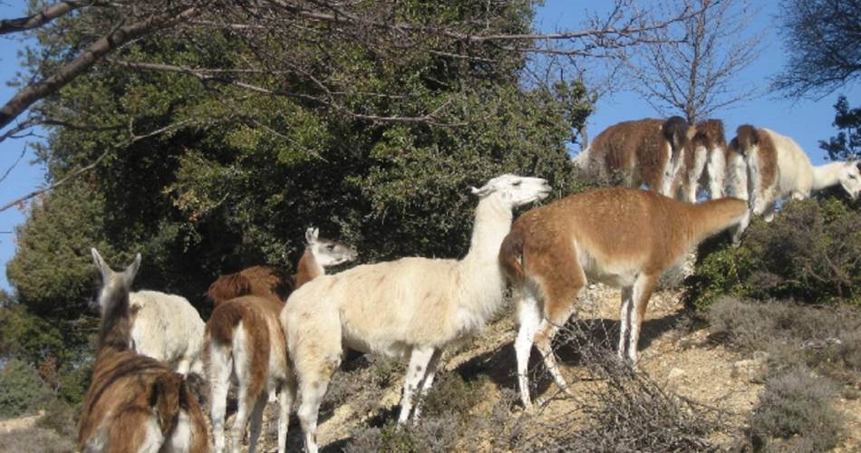 The Llama Farm@SCHERRER