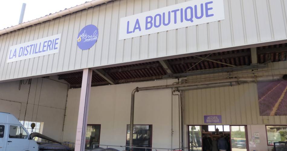 Guided tour of the Agnel lavender distillery@OTI Pays d'Apt Luberon