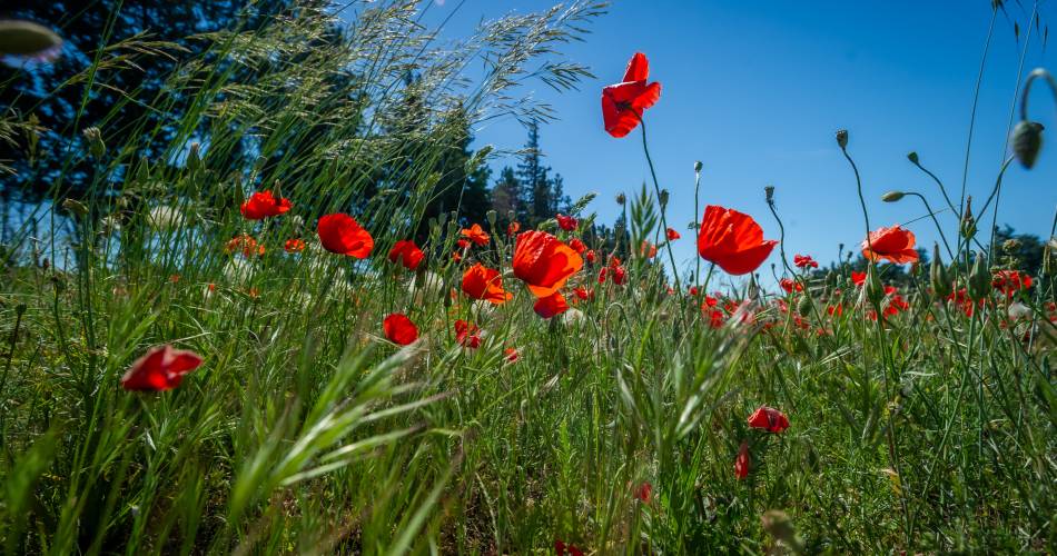 A04 Spaziergang und Naturentdeckung - La Pariisienne@JLM_4504