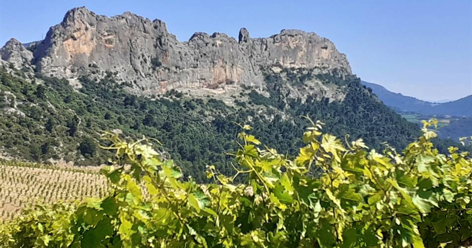 Dentelles de Montmirail : Balade accompagnée à vélo@Régis Mathieu