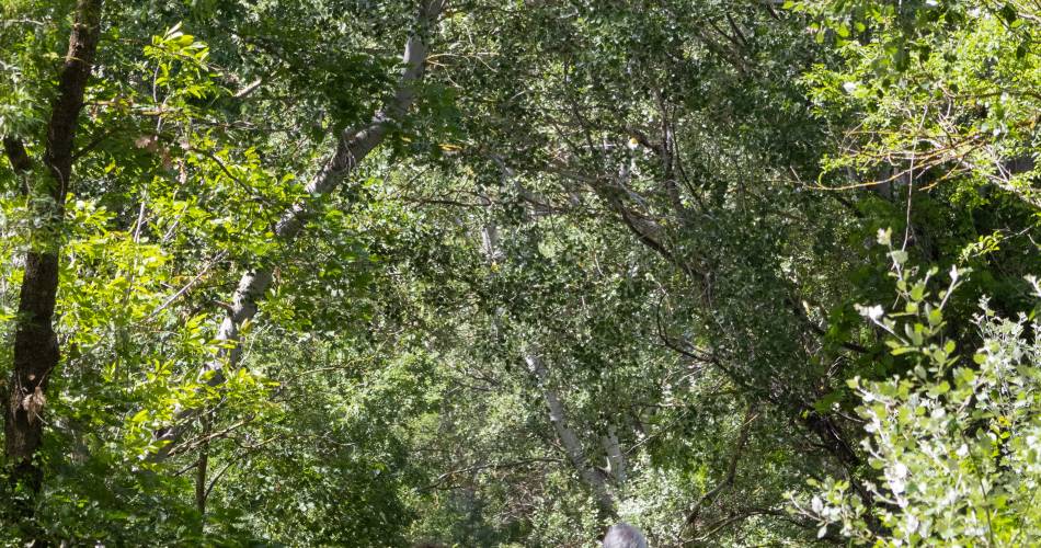Parcours - Les berges des Sorgues à Bédarrides@Porte du Ventoux Tourisme