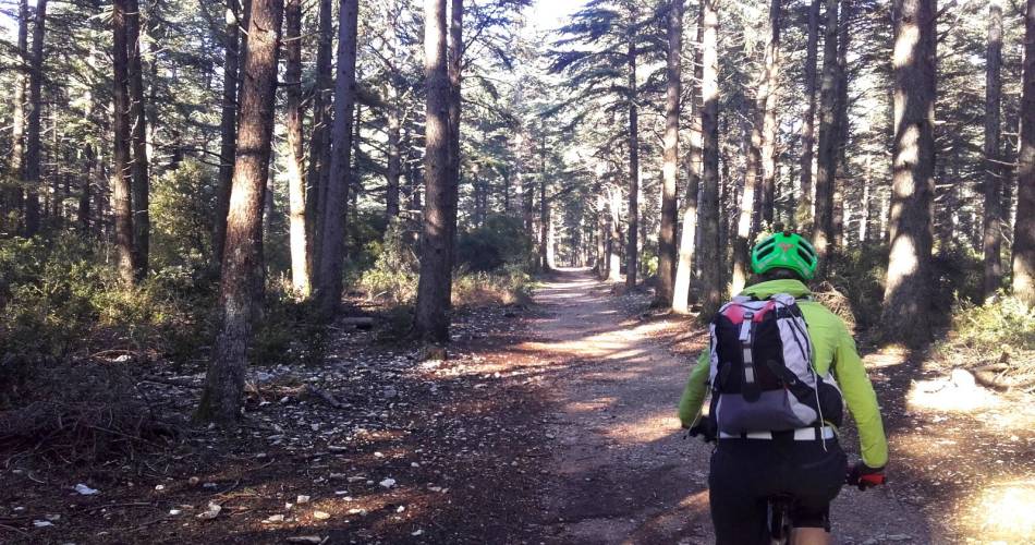 MTB trail no. 49 - The Cedar forest on the Petit Luberon@© Maison du Parc du Luberon