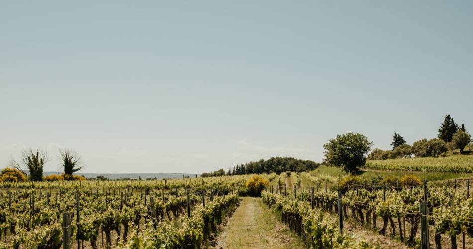Domäne Alary@Domaine Alary