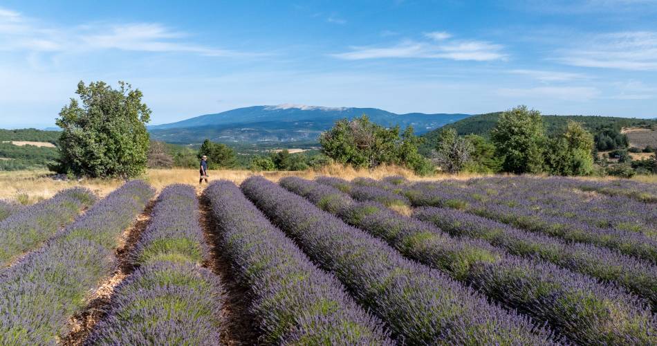 Franc 1884@Rémy Fay