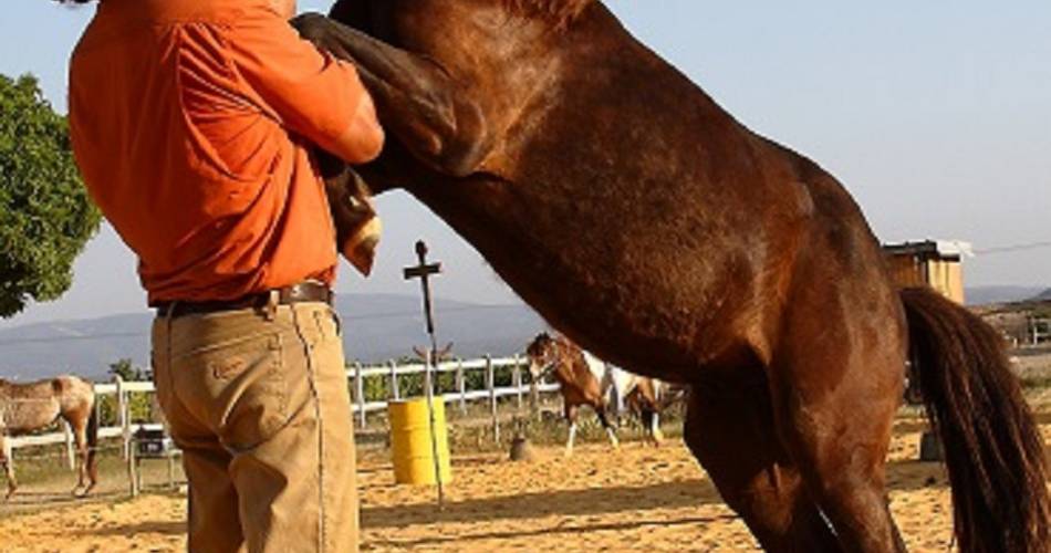 Ferme provençale  LUCKY HORSE : Cheval, nature & bien-être, une autre rencontre du cheval@Lucky Horse