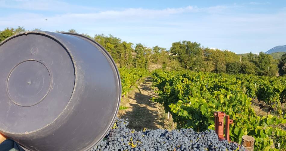 Domaine Terre de Gaulhem@Terre de Gaulhem