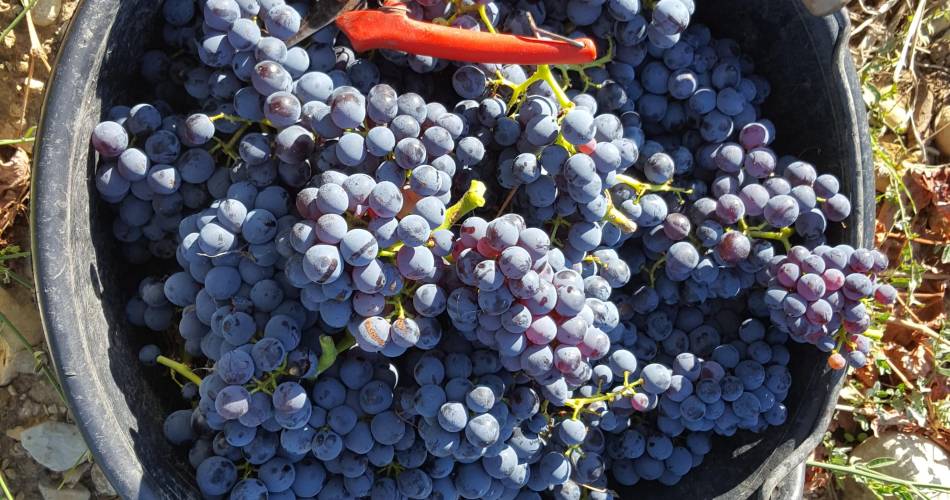Domaine Terre de Gaulhem@Terre de Gaulhem