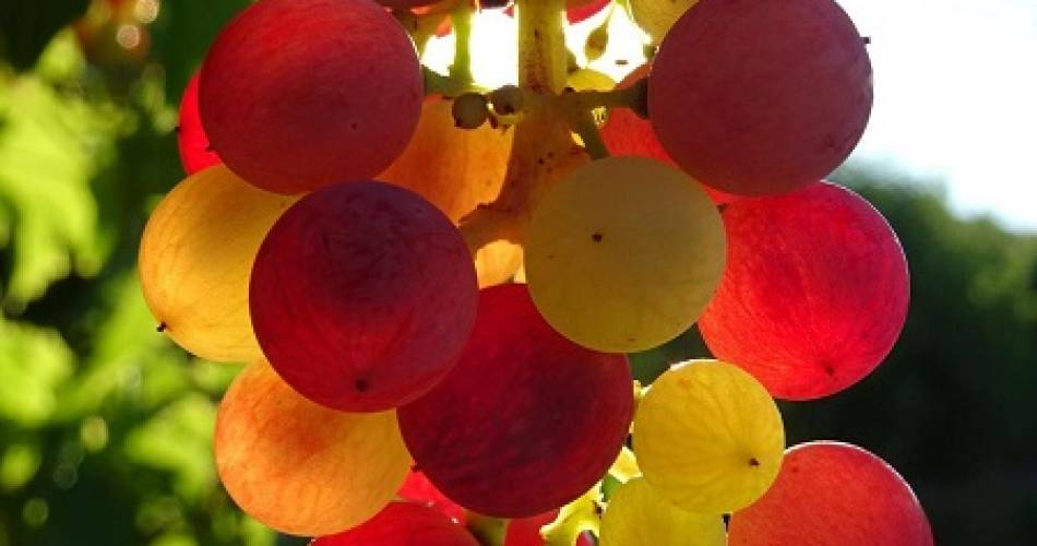 Vignobles des Templiers - Château d'Aiguilhon@Vignobles des Templiers