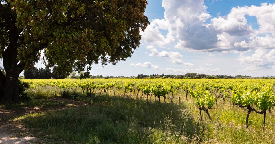 Vignobles des Templiers - Château d'Aiguilhon@Clotilde Arnaud
