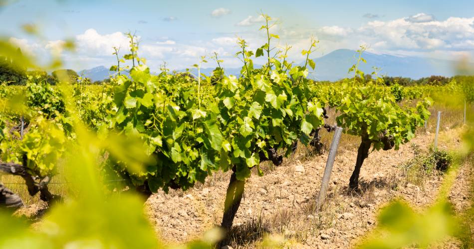 Vignobles des Templiers - Château d'Aiguilhon@Clotilde Arnaud