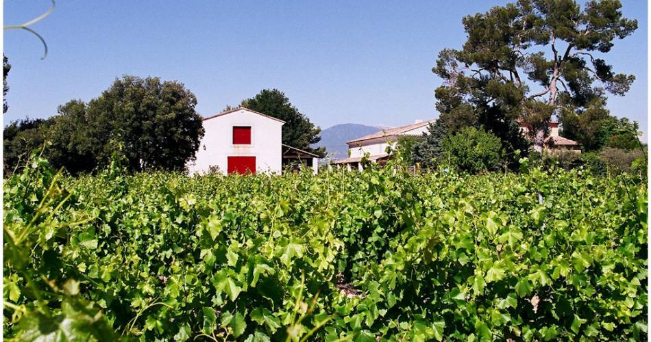 Cellar and vineyard audio tour at Domaine de Marotte@Domaine de Marotte