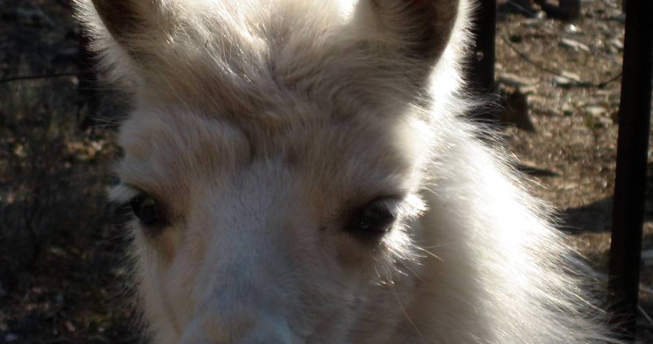 Visite guidée de la Ferme des Lamas@SCHERRER