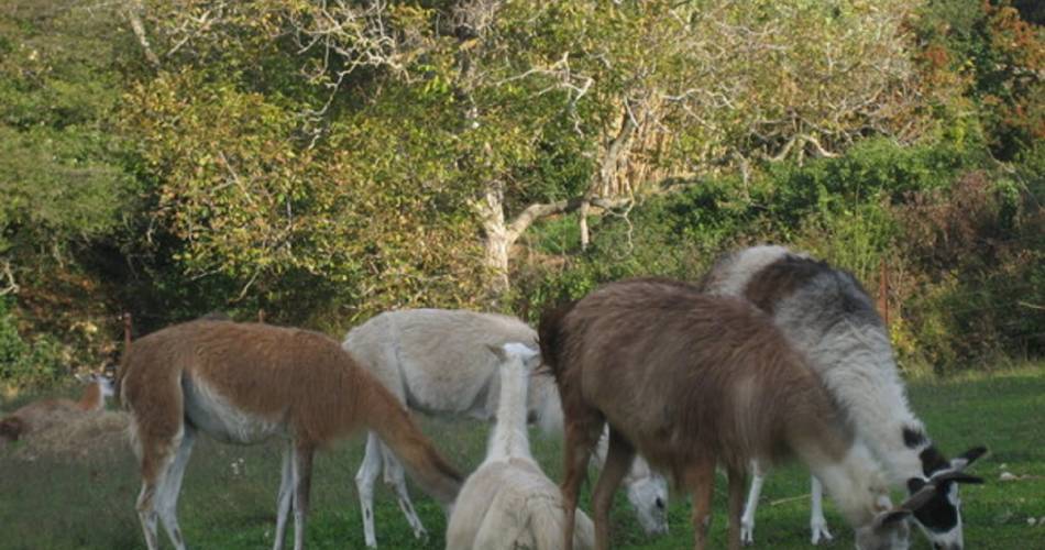 Guided tour of the Llama Farm@SCHERRER