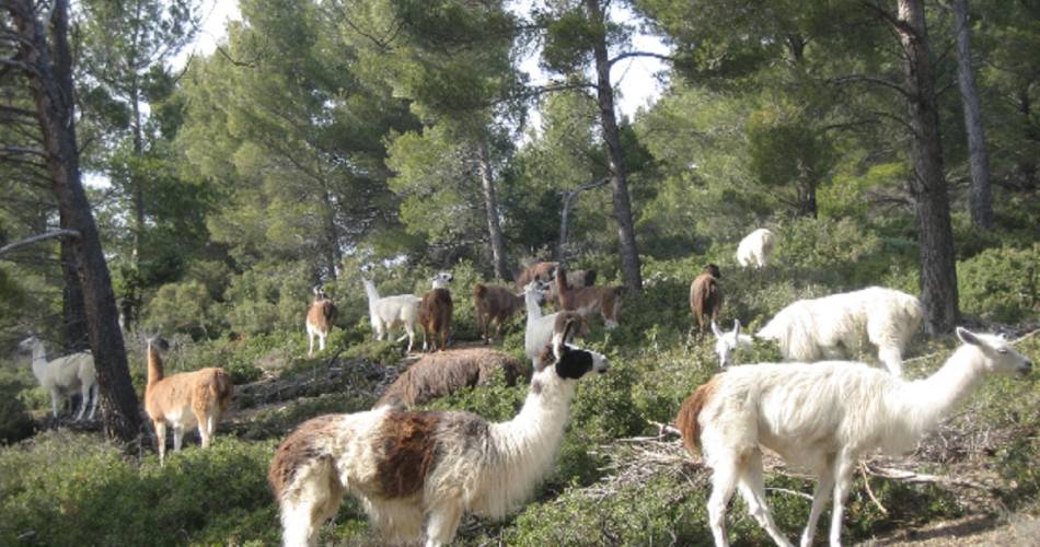 Visite guidée de la Ferme des Lamas@SCHERRER