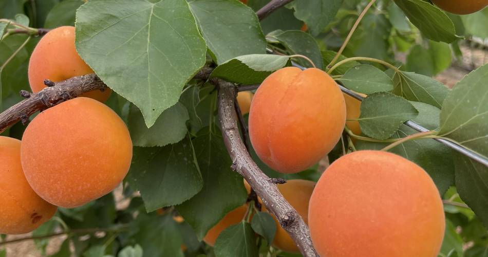 Les Jardins de Maëlis@Jean Denis Rey