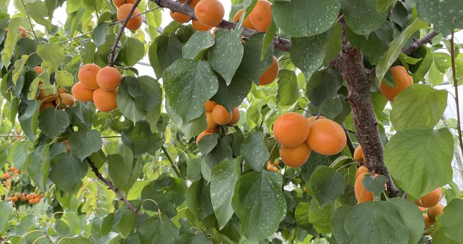 Les Jardins de Maëlis@Jean Denis Rey