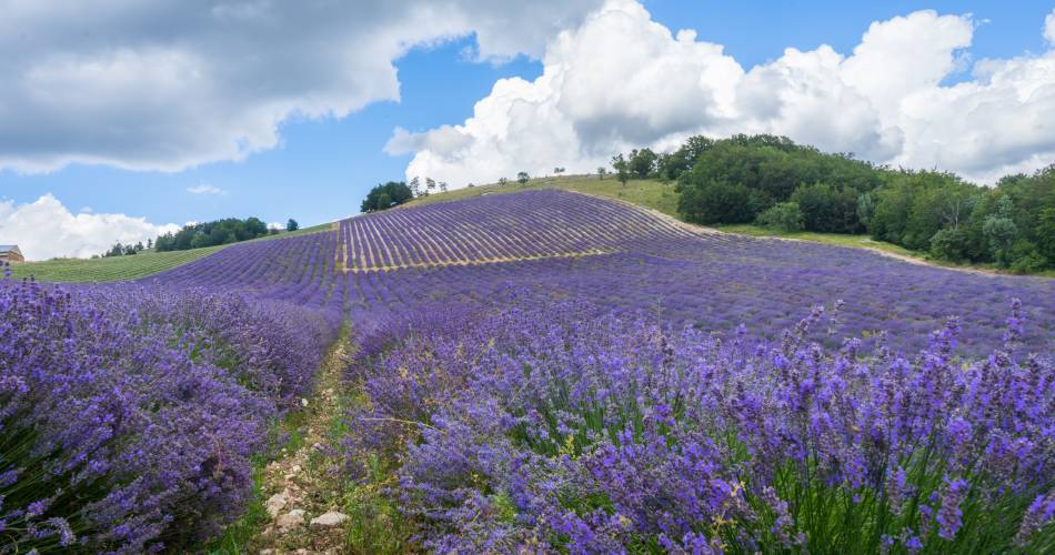 Horizons Luberon - Collectif d'accompagnateurs en Montagne@Sebastien Pinson