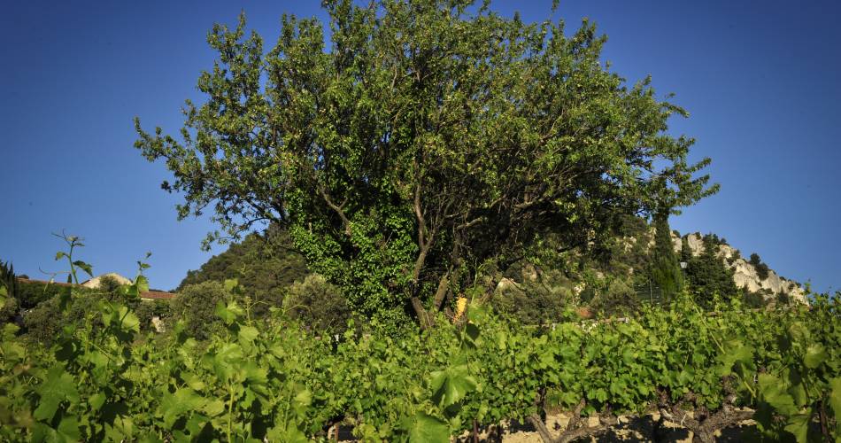 Domaine de l'Amandine@Domaine de l'Amandine