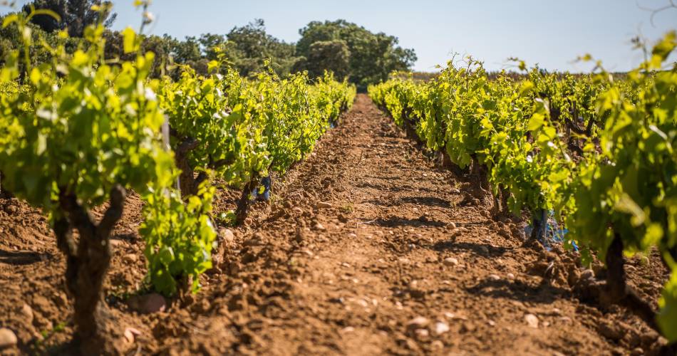 Découverte des Vins de Châteauneuf du Pape et du vignoble à bord de la mythique 2CV@©La Bastide Saint Dominique