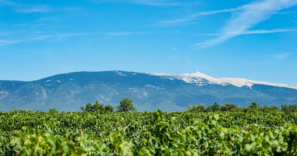 Winzerweg des Château Pesquié@Thomas O'Brien