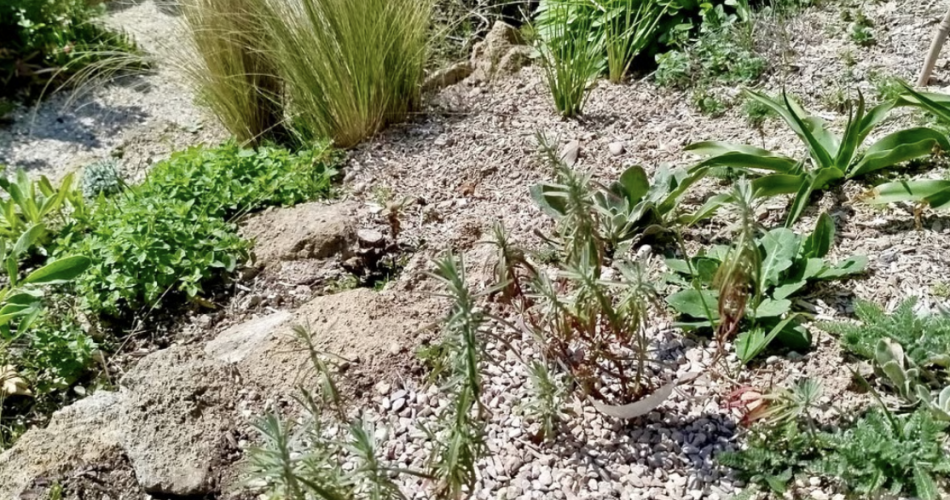 Jardin Conservatoire des Plantes Tinctoriales@Muriel Guendon
