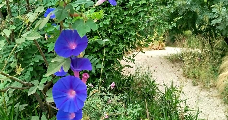 Jardin Conservatoire des Plantes Tinctoriales@Muriel Guendon