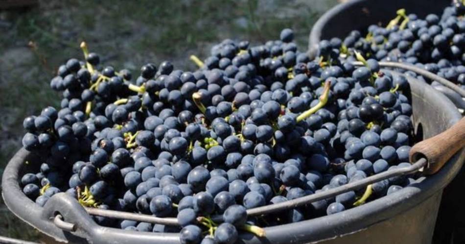 Domaine Ferme des Arnaud@Ferme des Arnaud
