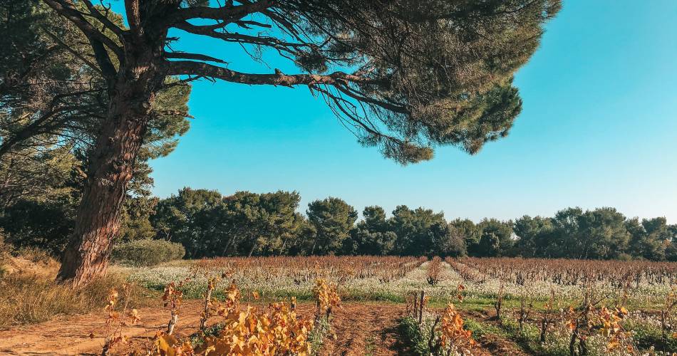 Parcours Évasion au Domaine de Cristia@©Château Cristia