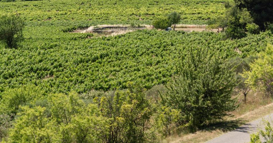 Rallye du vin en 2cv@Luberon Sud Tourisme