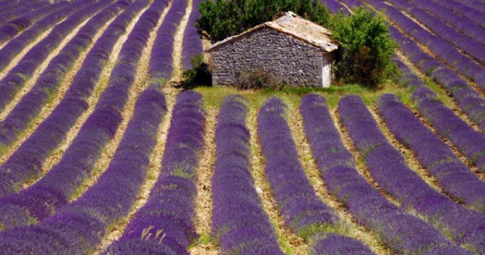 La Provence à vélo, de villages perchés au Mont Ventoux@Active Tours