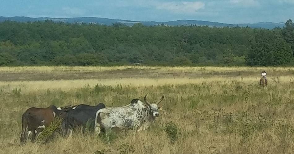 Holy' Day Ranch@Holy' Day Ranch