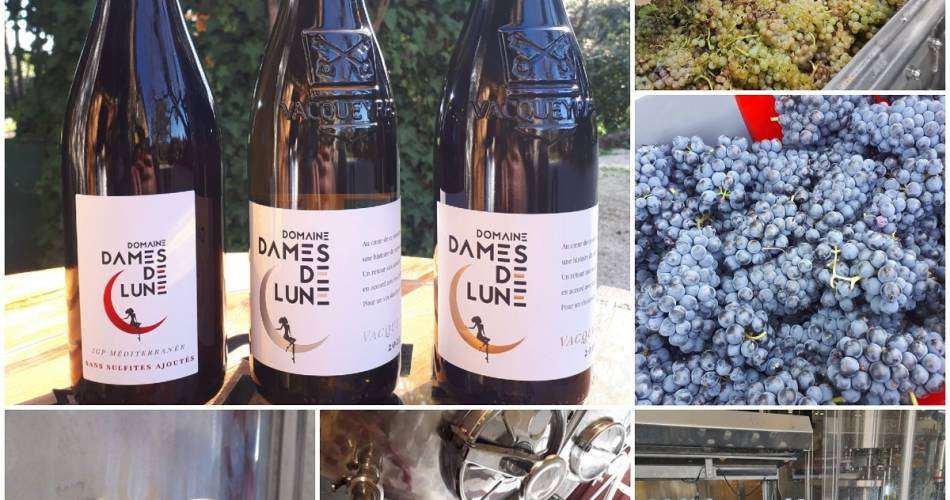 Découverte de la cave de vinification - Domaine Dames de Lune@Domaine Dames de Lunes