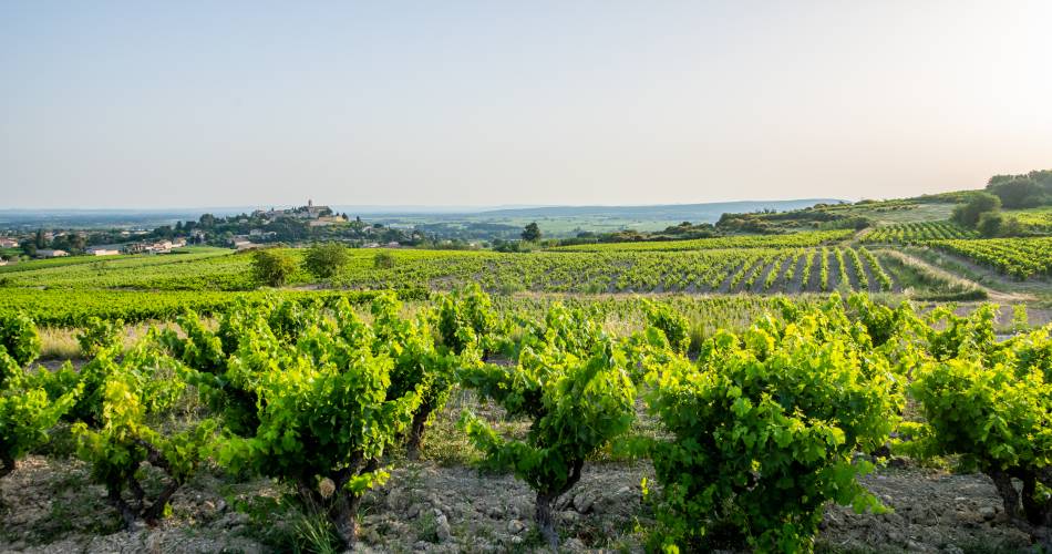 Domaine Les Hautes Cances@Regis Domergue